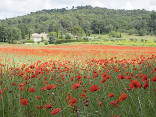 Poster - house in french provence area with field full of red blooming summer poppies