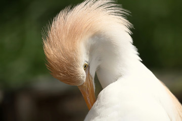 Poster - Cattle Egret Preening