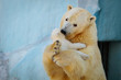 Polar bear playing with cub