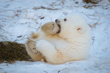 Wall Mural - small polar bear cub
