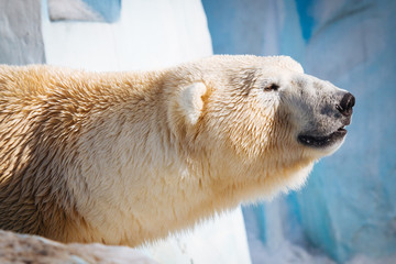 Wall Mural - polar bear