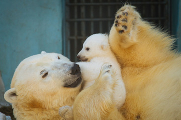 Wall Mural - polar bear playing with cub