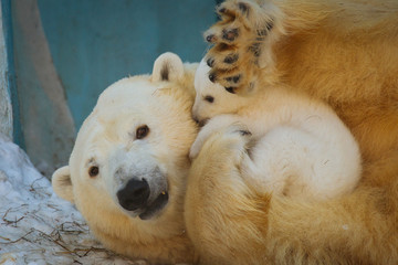 Wall Mural - polar bear playing with cub