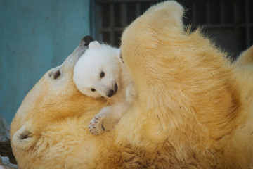 Wall Mural - polar bear playing with cub