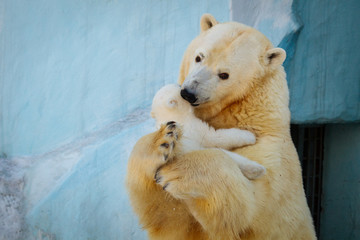 Wall Mural - polar bear playing with cub