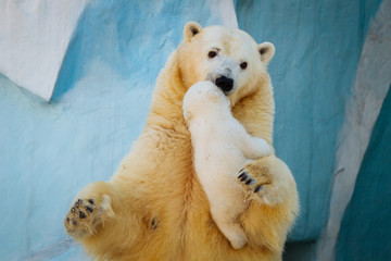 Wall Mural - polar bear playing with cub
