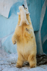 Wall Mural - polar bear playing with cub