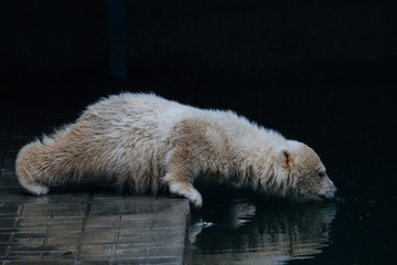 Wall Mural - funny polar bear cub