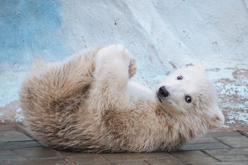 Wall Mural - funny polar bear cub
