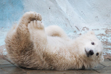 Wall Mural - funny polar bear cub