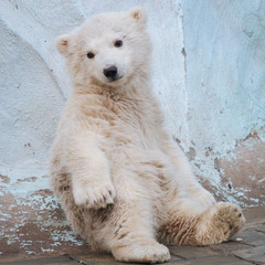 Wall Mural - funny polar bear cub