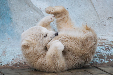 Wall Mural - funny polar bear cub
