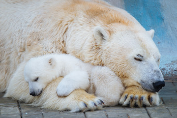 Wall Mural - polar bear with cub