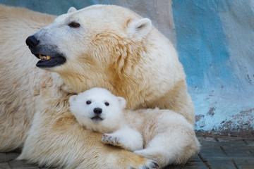 Wall Mural - polar bear with cub