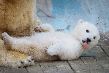 Wall Mural - polar bear with cub