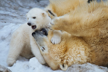Wall Mural - polar bear with cub