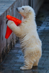 Wall Mural - polar bear cub playing with toy