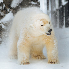 Wall Mural - polar bear shaking off snow