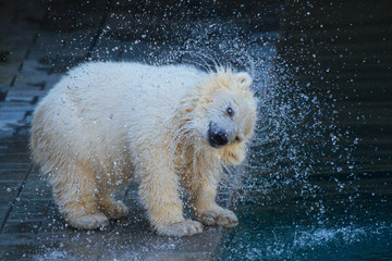 Wall Mural - polar bear cub shaking off water after swiming