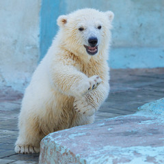 Wall Mural - polar bear cub player