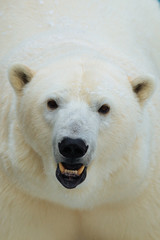 Wall Mural - polar bear head