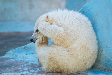 Wall Mural - funny polar bear cub