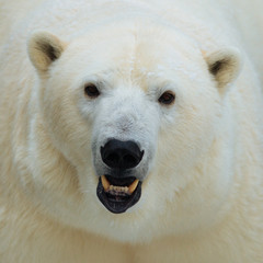 Wall Mural - polar bear head