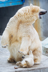 Wall Mural - polar bear with cub