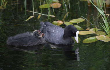 Poster - Young Coot chick with parent