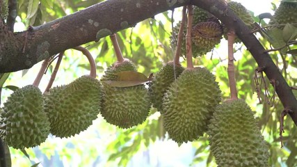 Wall Mural - durian farm , musang king in focus