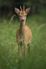 Wall Mural - young male deer