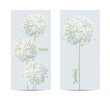 Vector cards set with white Hydrangeas
