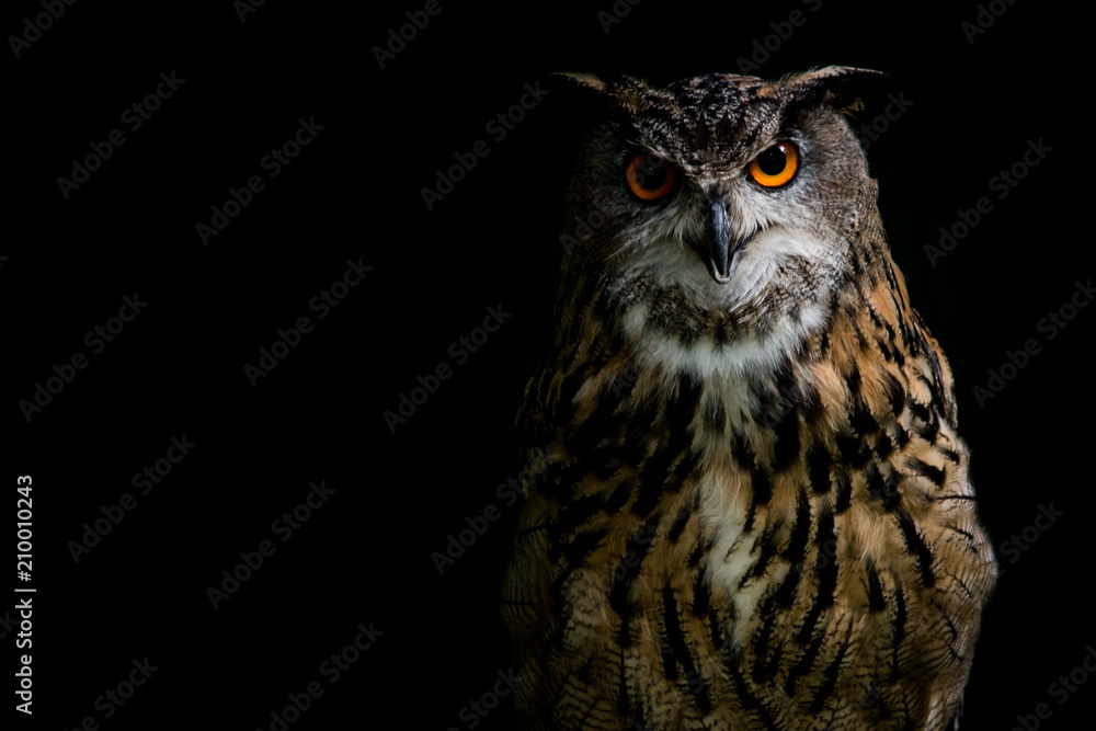 Eagle Owl on black background - obrazy, fototapety, plakaty 