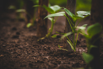 young seedlings of peppers