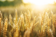 Wheat Field And Sun