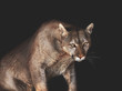 Puma, wild animals, wild cats
