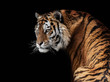 Amur tiger, tiger, wild cats