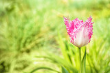 Fototapeta Tulipany - Beautiful blooming tulip on spring day outdoors