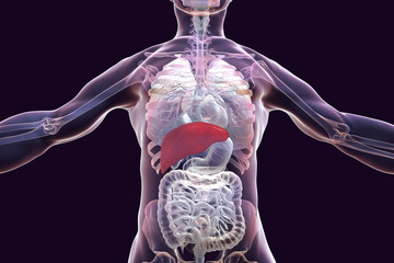 Poster - Liver highlighted inside human body, 3D illustration