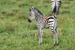 Little shy baby zebra