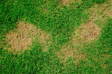 Grass Texture. Grass Background. Patchy Grass, Lawn In Bad Condition And Need Maintaining.