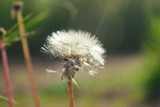 Fototapeta Dmuchawce - a ray of light pierces a fluffy dandelion