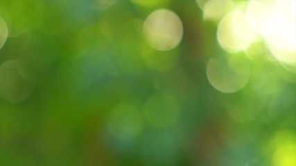 Poster - Summer abstract green blurred background. Nature. Slow motion 4K UHD video 3840X2160