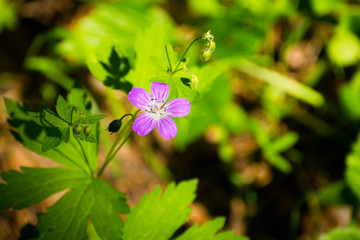 Wall Mural - Little purple flower