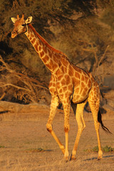 Poster - The south african girrafe (Giraffa camelopardalis giraffa) is walking in the middle of dried river in the desert in sunset with red evening light