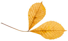 Twig With Two Yellow Leaves Of Horse Chestnut Tree