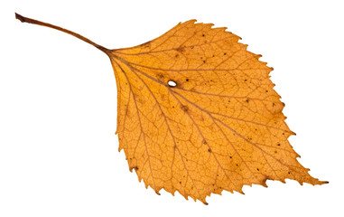 Canvas Print - autumn holey yellow leaf of birch tree isolated