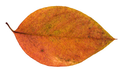 Wall Mural - dried red and yellow leaf of apple tree isolated
