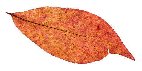 Canvas Print - dried leaf of willow tree isolated on white