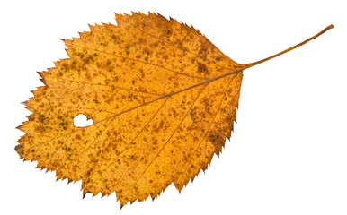 Canvas Print - back side of holey dried leaf of hawthorn tree